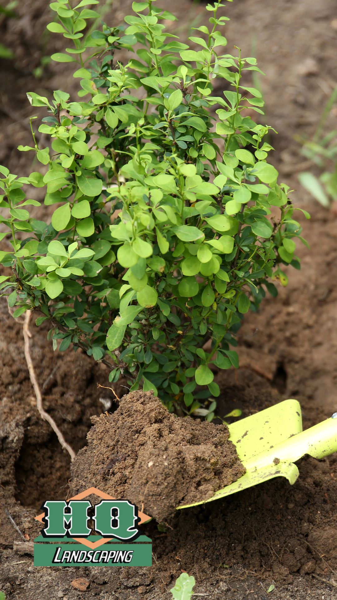 A freshly planted green shrub with a gardening trowel in rich soil, showcasing HQ Landscaping's professional shrub and bush planting services for healthy, vibrant landscapes.
