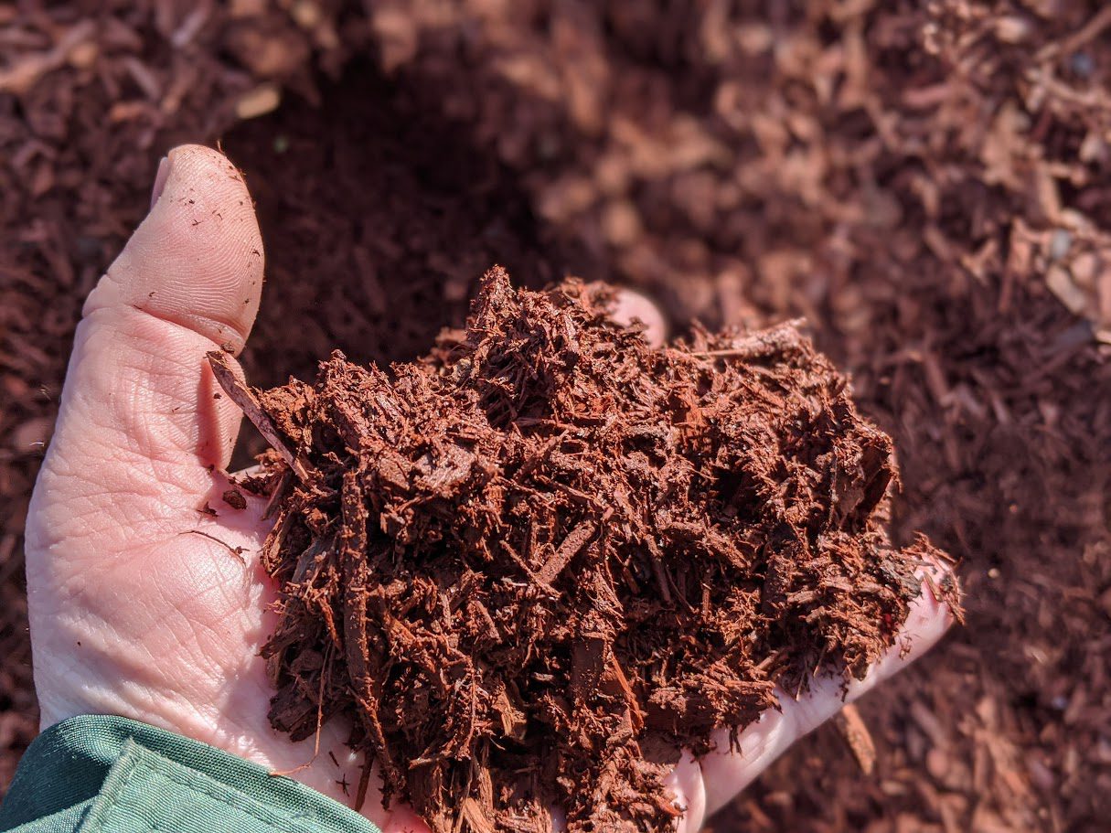 00100dPORTRAIT_00100_BURST20200415100520780_COVER Close-up of a hand holding a fresh scoop of reddish-brown shredded mulch, with a mulch pile in the background.